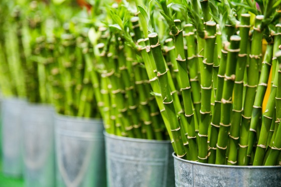 Bamboo Sustainable Packaging